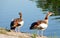 Two beautiful egyptian gooses standing near by the river.