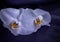 Two beautiful and elegant Phalaenopsis white orchids on a dark background