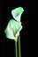 Two beautiful flowers - calla. Flowers with a mint neon button on a black background