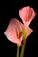 Two beautiful flowers - calla. Flowers with a neon button on a black background