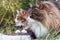 Two beautiful fluffy cats in a row. closeup profile view. the cat on the left is a norwegian forest cat.