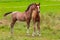 Two beautiful foals playing in green meadow. Horse offspring