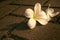 Two Beautiful frangipani flowers, sadness mood, Closeup falling on stone garden in the morning