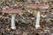 Two beautiful fully grown Fly fungi Amanita muscaria in the park De Horsten in Wassenaar