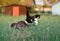 Two beautiful funny cute cats are fun and fast running and fight