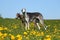 Two beautiful galgos are standing in a field with yellow dandelions in the garden