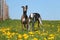 Two beautiful galgos are standing in a field with yellow dandelions in the garden