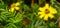 Two Beautiful Genda Ful Marigold Flower