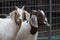 Two beautiful goats. Closeup.