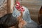 Two beautiful Golden Duckwing rooster hens. Macro shots of chicken profile.