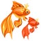 Two beautiful goldfish with magic crowns