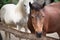 two beautiful graceful horses posing, farm life