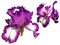 Two beautiful graceful iris flowers of purple color. White background. Isolate. Stamens and pistils, curved petals