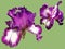 Two beautiful graceful iris flowers of white-purple color. Pistachio background. Isolate. Stamens and pistils. Base green