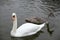 Two beautiful graceful swans, white and grey, swims on a dark pond