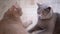 Two Beautiful Gray British Cat Plays with a Ball on Floor. Playful, Active Pet