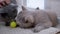 Two Beautiful Gray British Cats Lick Ball on Carpet with Tongue. Active pets.