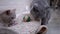 Two Beautiful Gray British Cats Lick Ball on Carpet with Tongue. Active pets.