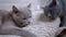 Two Beautiful Gray British Cats Lick White Woolen Carpet with Tongue. Home Pets