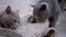 Two Beautiful Gray British Cats Lick White Woolen Carpet with Tongue. Home Pets