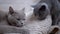Two Beautiful Gray British Cats Lick White Woolen Carpet with Tongue. Home Pets