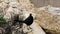 Two beautiful Great-tailed grackle birds on tan boulders. Landing, hopping, flying away