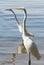 Two beautiful Great White Egrets by the shore of Key West