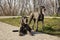 Two beautiful grey dogs in the garden playing and looking in the nature