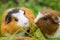 Two beautiful guinea pigs eating in the garden