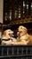 two beautiful, hairy golden retriever dogs laying down outside