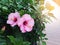 Two beautiful Hibiscus flowers.