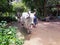 Two beautiful horned white cows