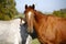 Two beautiful horses playing with each other in a green field on