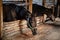 Two beautiful horses are preparing for a working day and dressage in a wooden stable