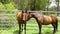 Two beautiful horses stand side by side in green fenced yard, slow motion, sunny