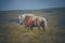 Two beautiful horses standing on a vibrant, green hillside