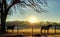 Two Beautiful Horses with Sunrise on Farm