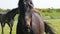 Two beautiful horses walking in dandelions background