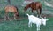 Two Beautiful Horses And White Goat