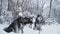 Two beautiful huskies sitting with collars and leashes on white snow in a park on snow-covered bushes and trees. Dogs on