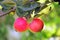 Two beautiful identical red apples on a tree branch in the garden.