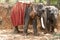 Two beautiful Indian costs an elephant with a seat for passengers waiting for people