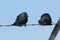 Two beautiful Jackdaw, Corvus monedula, perching on a barbed wire fence at Portland Bill, Dorset, UK.