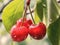 Two beautiful juicy cherry berries on twig with 1690446685231 1