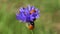 Two beautiful ladybug ladybird on cornflower blossom