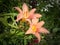 Two beautiful large lily flowers on one bush in a summer garden. Bright orange petals with a yellow center. Thin long green leaves