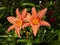 Two beautiful large lily flowers in one inflorescence. Bright orange color. Thin long green leaves framing flowers. Summer time in