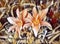 Two beautiful large lily flowers in one inflorescence. Bright orange color. Thin long leaves framing flowers. Summer time in the