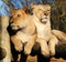 Two beautiful lionesses