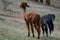 Two beautiful llamas Alpaca